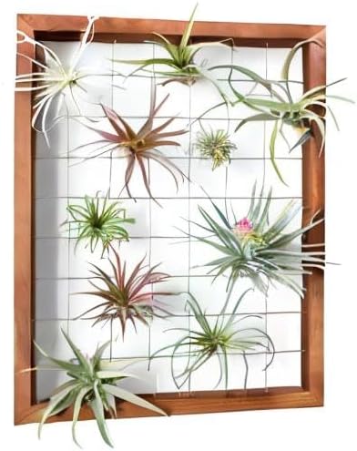 Mkono Air Plant Frame Hanging Airplant Holder Tillandsia Display Hanger Wooden Shelf Wall Decor for House Plants, Succulent, Christma Gifts for Plant Lovers, 16" (Plant Not Included)