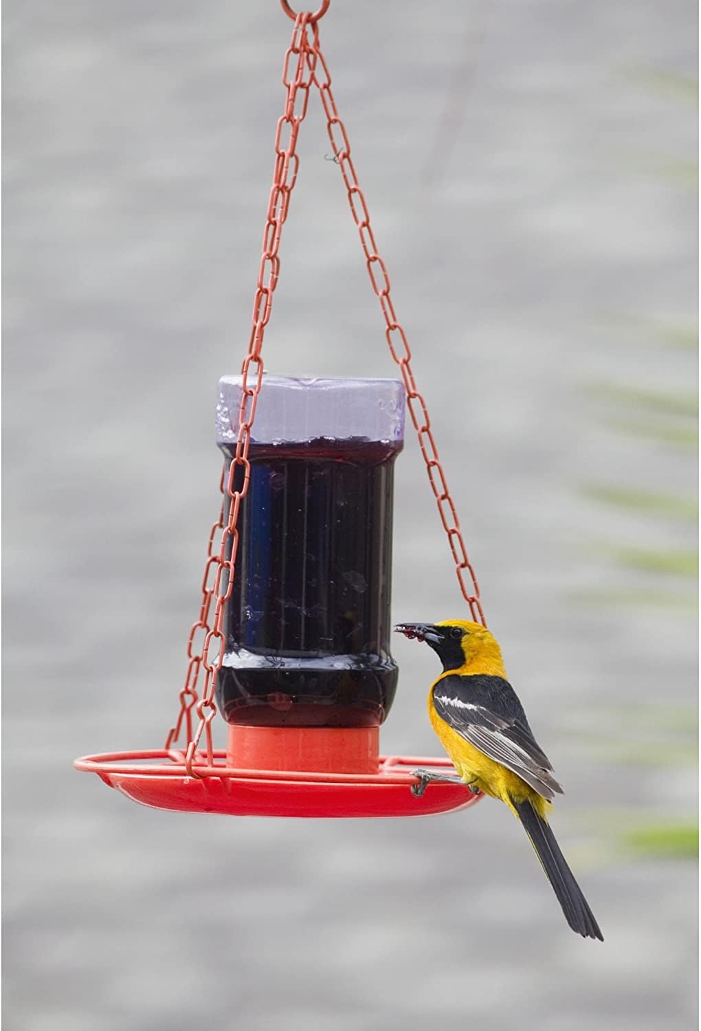 Perky-Pet Oriole 32 oz. Plastic Nectar Feeder 1 Ports
