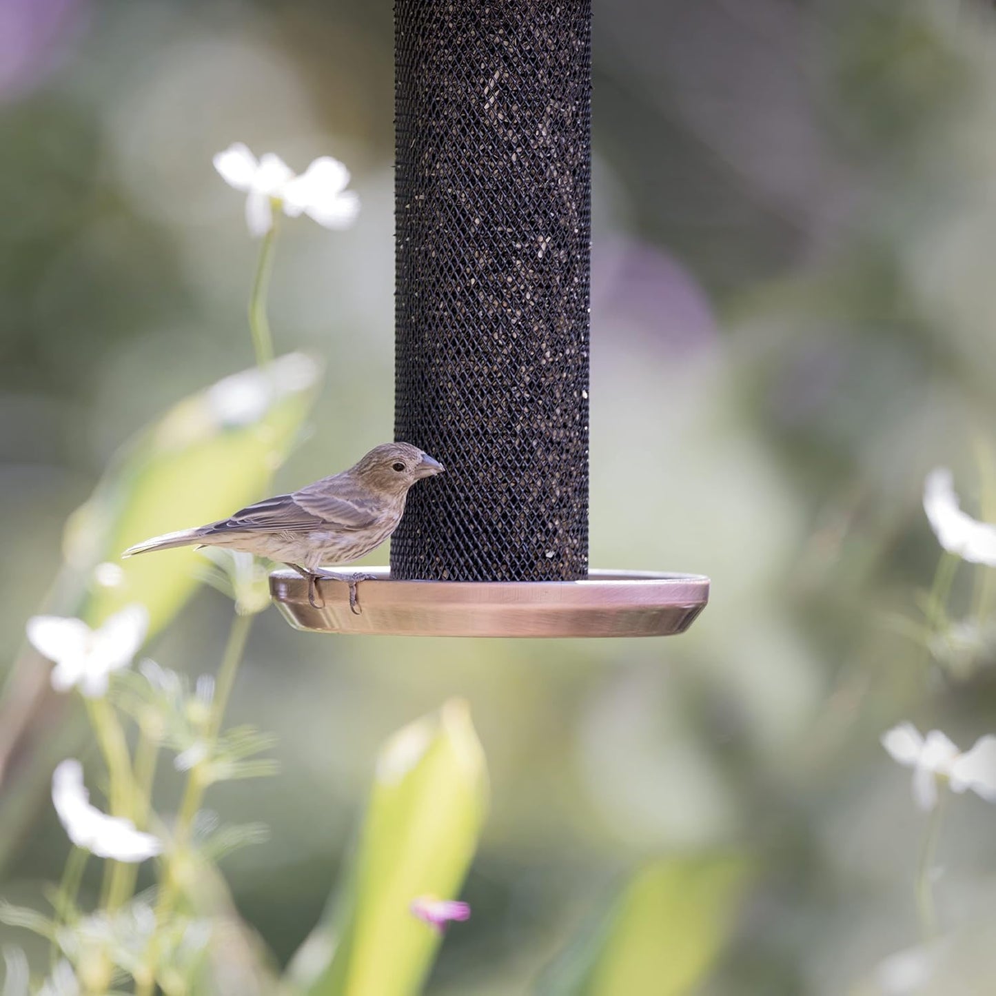 Kingsyard Thistle Bird Feeder for Outdoors Hanging, All Metal, Finch Mesh Tube Feeder with Weatherproof Roof & Seed Tray, 3 lbs Seed Capacity, Great for Attracting Wild Bird, Brushed Copper