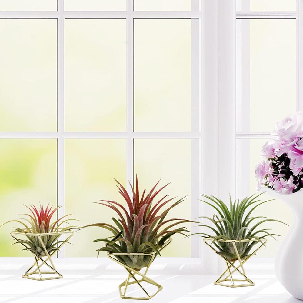 Geometric Air Plant Holder Airplants Rack Metal Plants Stand Planter Shelves Himmeli Living Decor Tillandsia Pot Containers (Gold 3pcs)