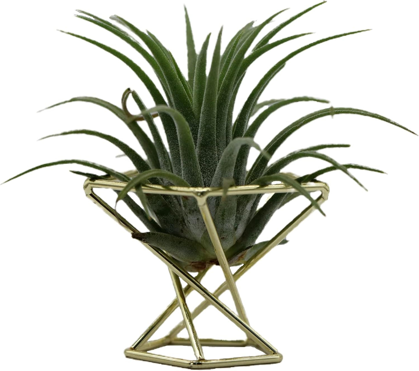 Geometric Air Plant Holder Airplants Rack Metal Plants Stand Planter Shelves Himmeli Living Decor Tillandsia Pot Containers (Gold 3pcs)