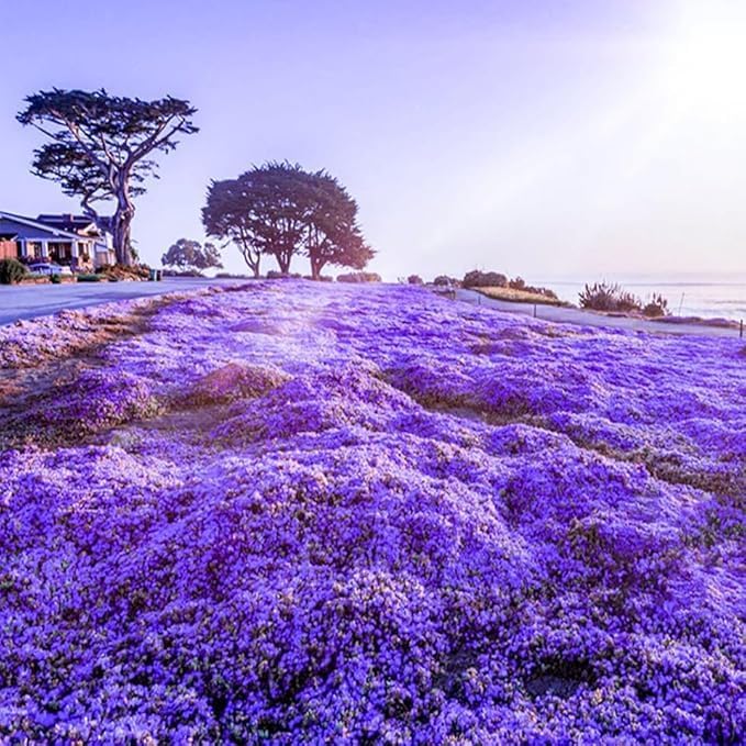 21500+ Creeping Thyme Flower Seeds for Planting Outdoor-Non-GMO Heirloom Magic Carpet Ground Cover Plants Thymus Serpyllum Plant in Your Home Garden