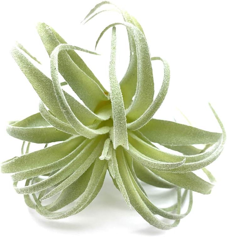 2 PCS Artificial Succulents Plants Real Touch Lifelike Succulants Plants Faux Greenery Plants Garden DIY Home Office Decoration Ornament (Flocking Air Plant)