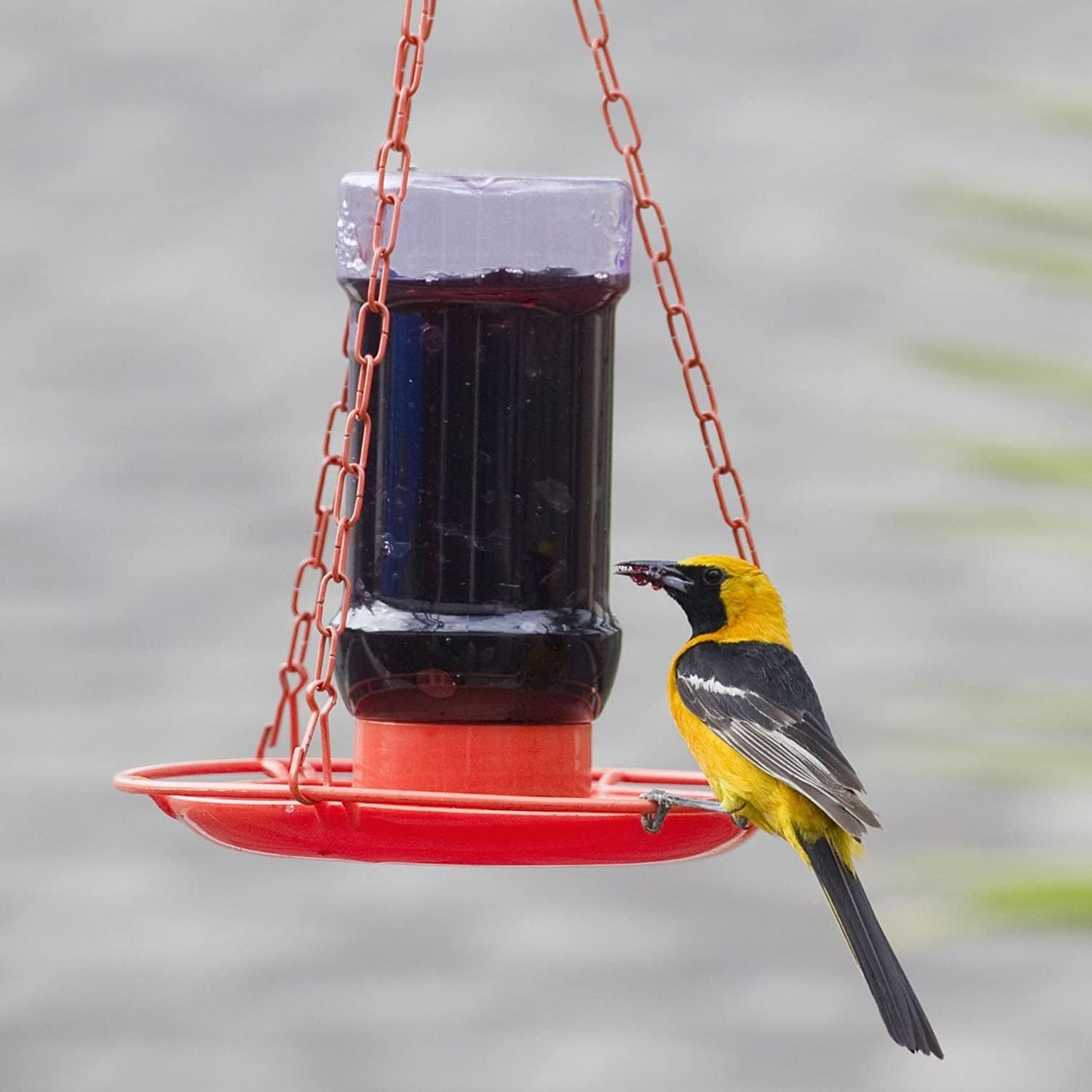 Perky-Pet Oriole 32 oz. Plastic Nectar Feeder 1 Ports
