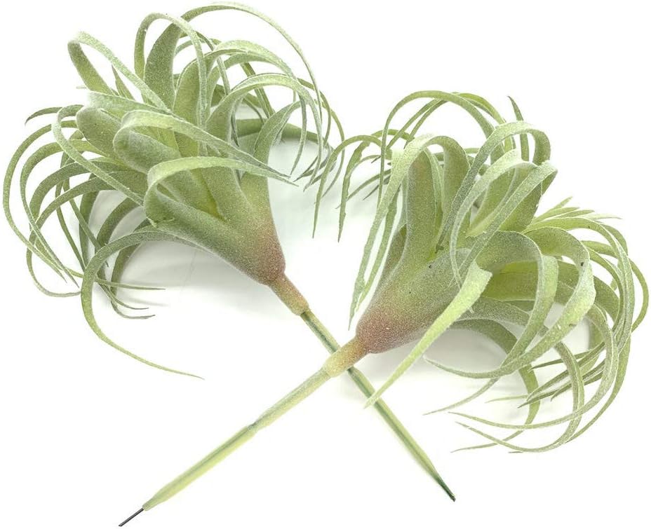 2 PCS Artificial Succulents Plants Real Touch Lifelike Succulants Plants Faux Greenery Plants Garden DIY Home Office Decoration Ornament (Flocking Air Plant)