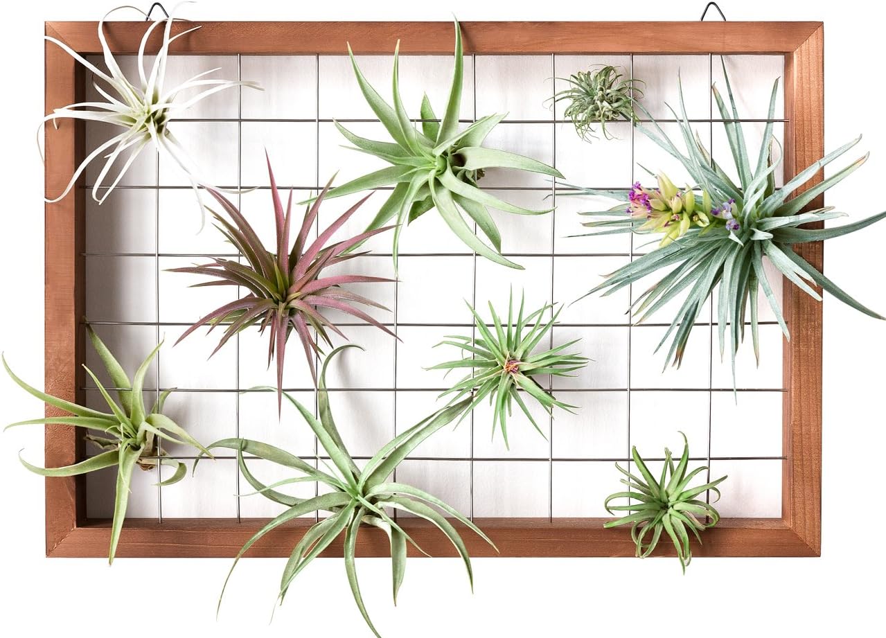 Mkono Air Plant Frame Hanging Airplant Holder Tillandsia Display Hanger Wooden Shelf Wall Decor for House Plants, Succulent, Christma Gifts for Plant Lovers, 16" (Plant Not Included)