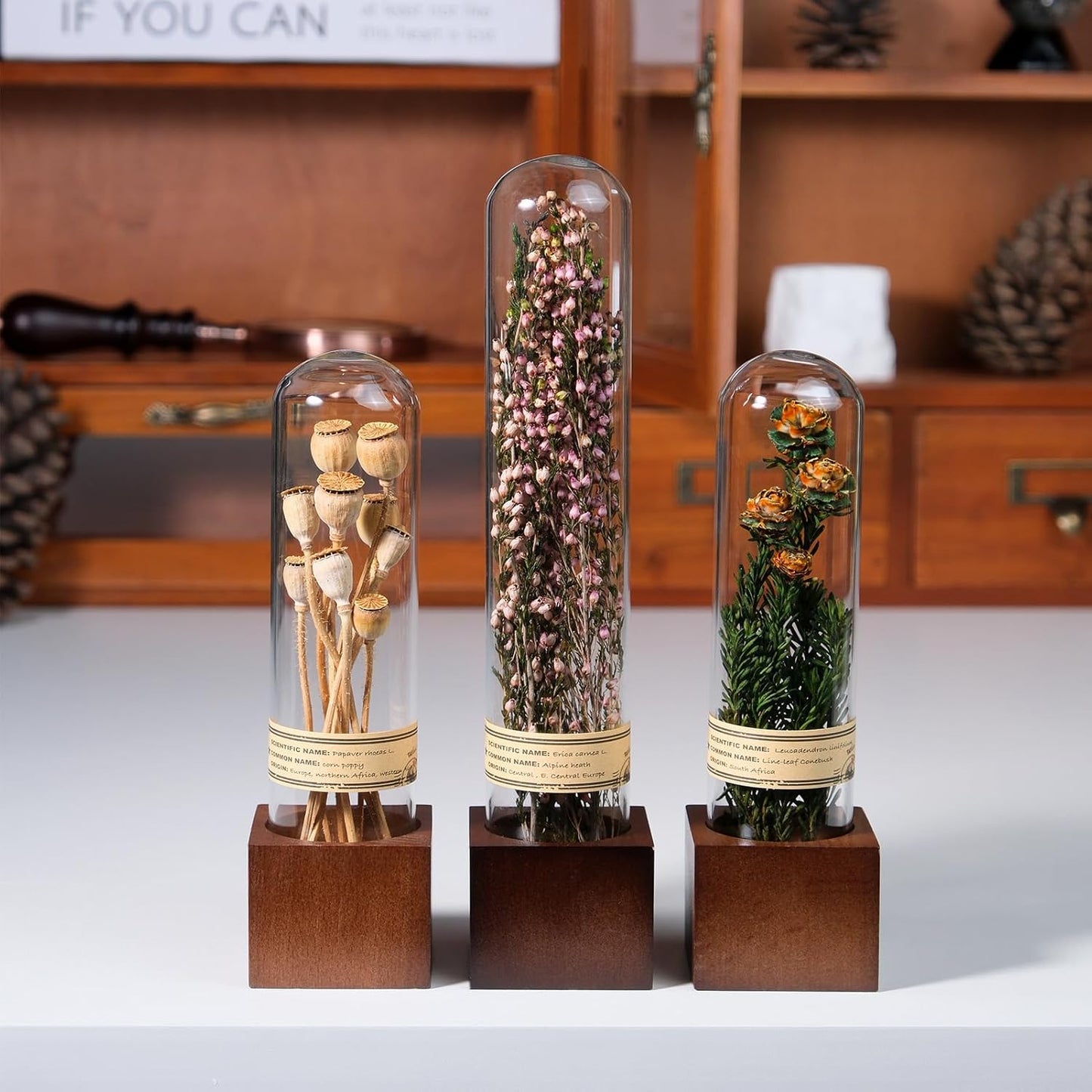 3Pcs Dried Flower Decor,Knick Knacks for Shelves,Cool Stuff for Bookshelf,Small Plants Decor for Office Shelves,Natural Green Plants Boho Shelf Decor,Apothecary Decor,Unique Gifts for Women,Friends