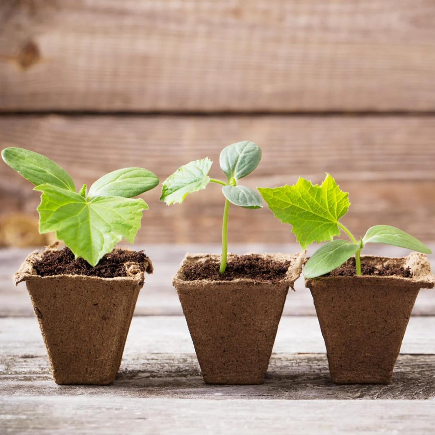 Park Seed CowPots 4-inch Tall Square Nitrogen-Rich Plant Seedling Starter, Set of 12