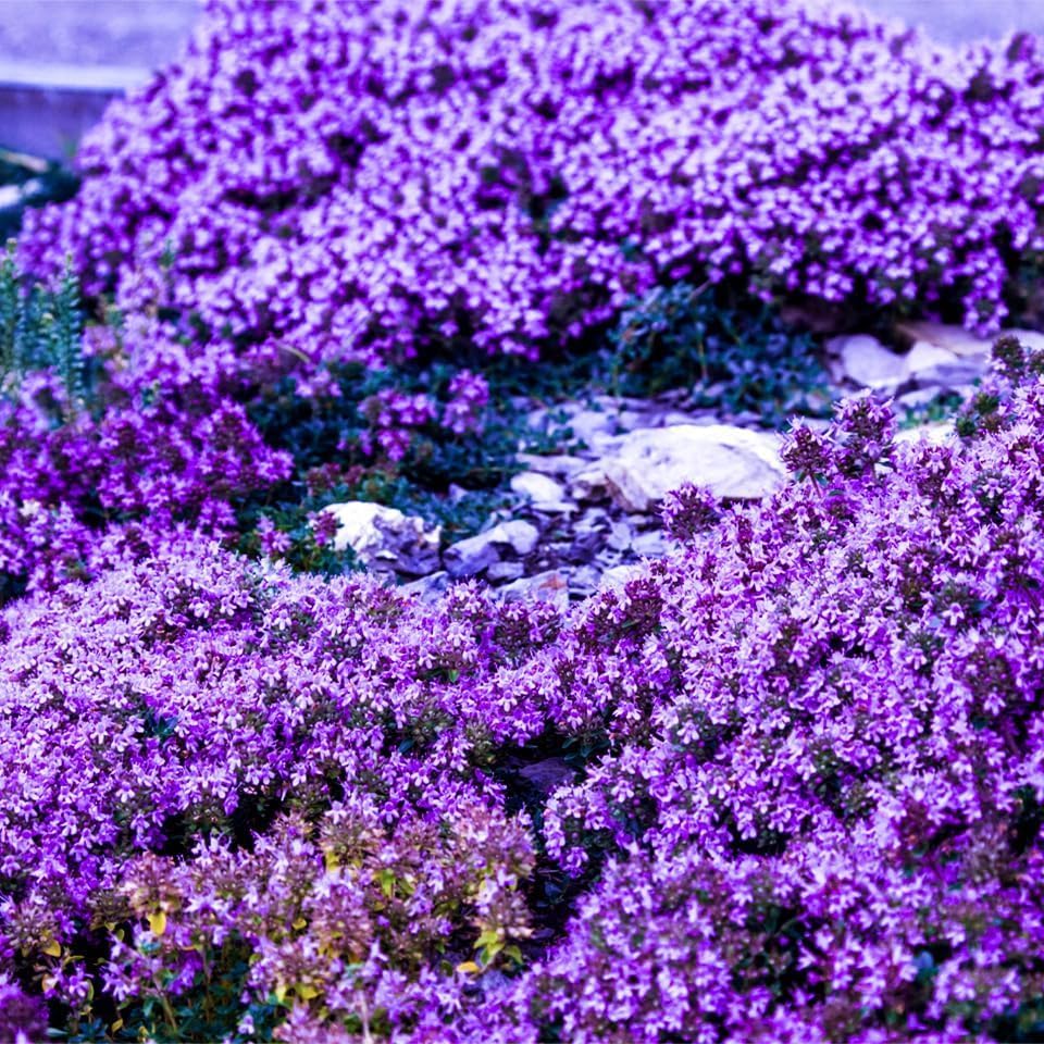 21500+ Creeping Thyme Flower Seeds for Planting Outdoor-Non-GMO Heirloom Magic Carpet Ground Cover Plants Thymus Serpyllum Plant in Your Home Garden