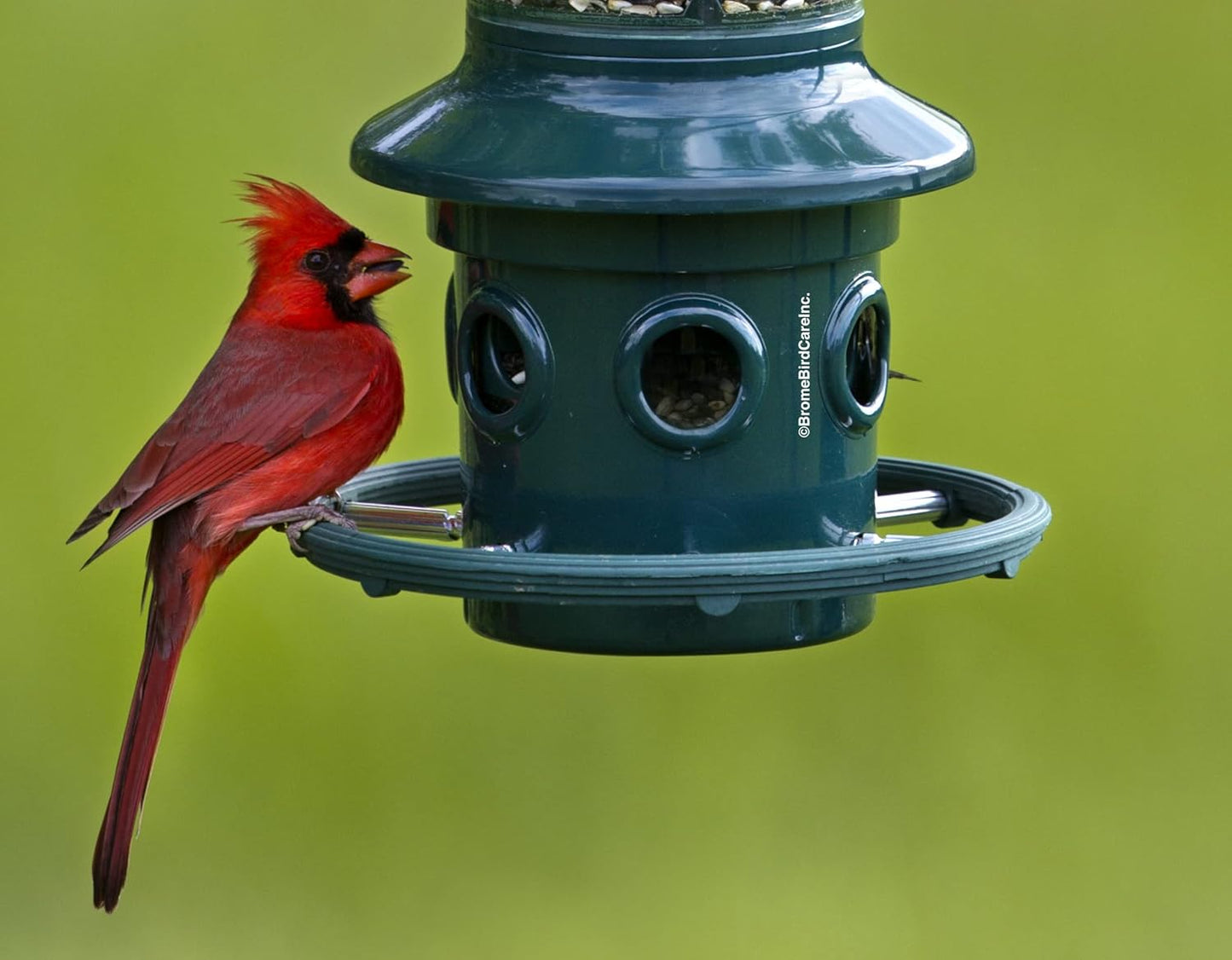 Squirrel Buster Plus Squirrel-proof Bird Feeder w/Cardinal Ring and 6 Feeding Ports, 5.1-pound Seed Capacity, Adjustable, Pole-mountable (POLE ADAPTOR SOLD SEPARATELY), Green