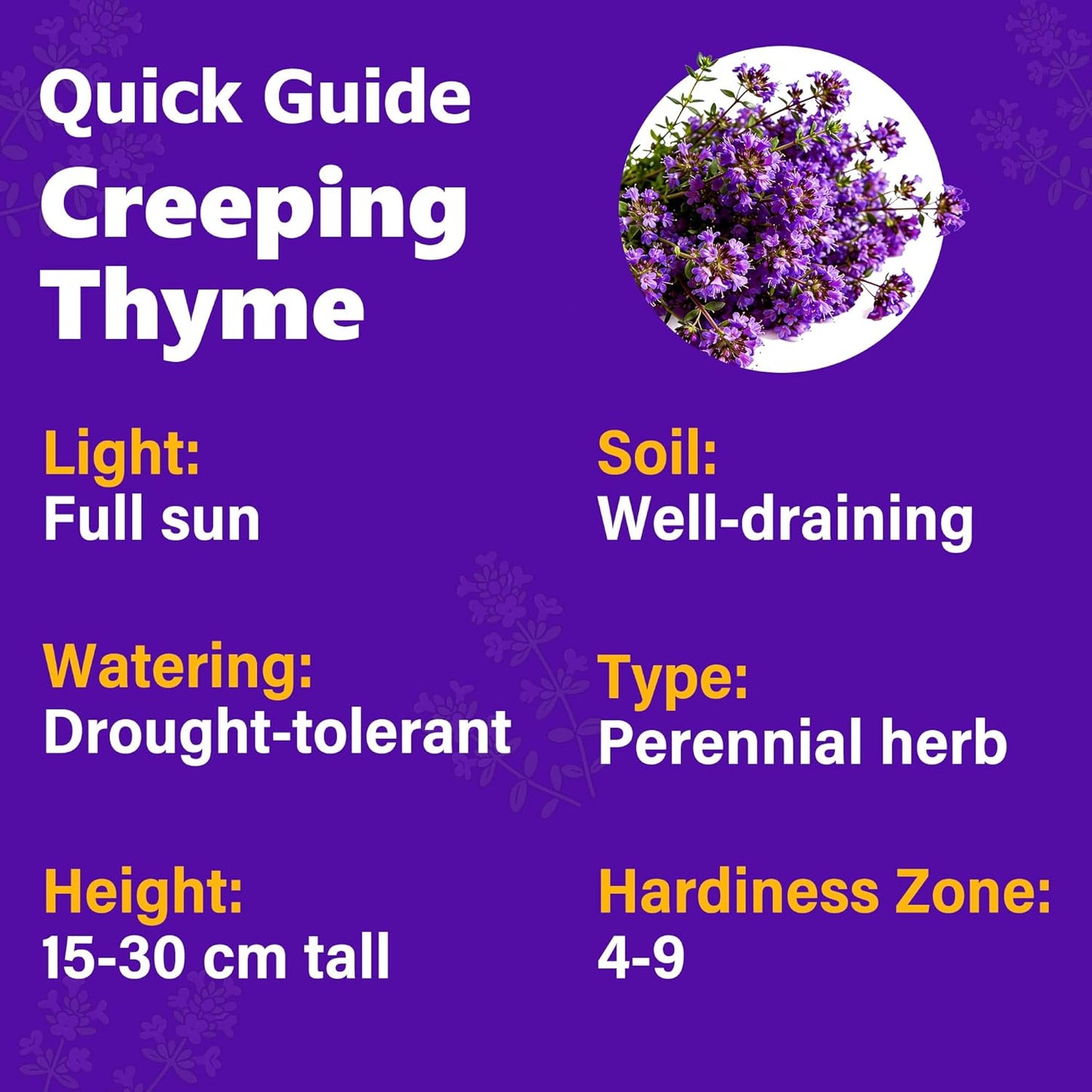 21500+ Creeping Thyme Flower Seeds for Planting Outdoor-Non-GMO Heirloom Magic Carpet Ground Cover Plants Thymus Serpyllum Plant in Your Home Garden