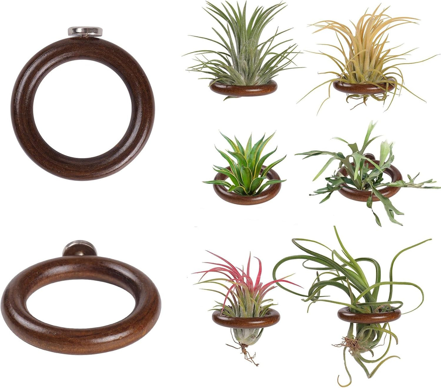 6 Pack Air Plant Holder Magnet Wooden Air Plant Display Stand Small Hanging Planter Wall Mount Holder for Live Tropical Tillandsia Fridge & Home Office Decoration Plants Not Included (6, Dark Walnut)