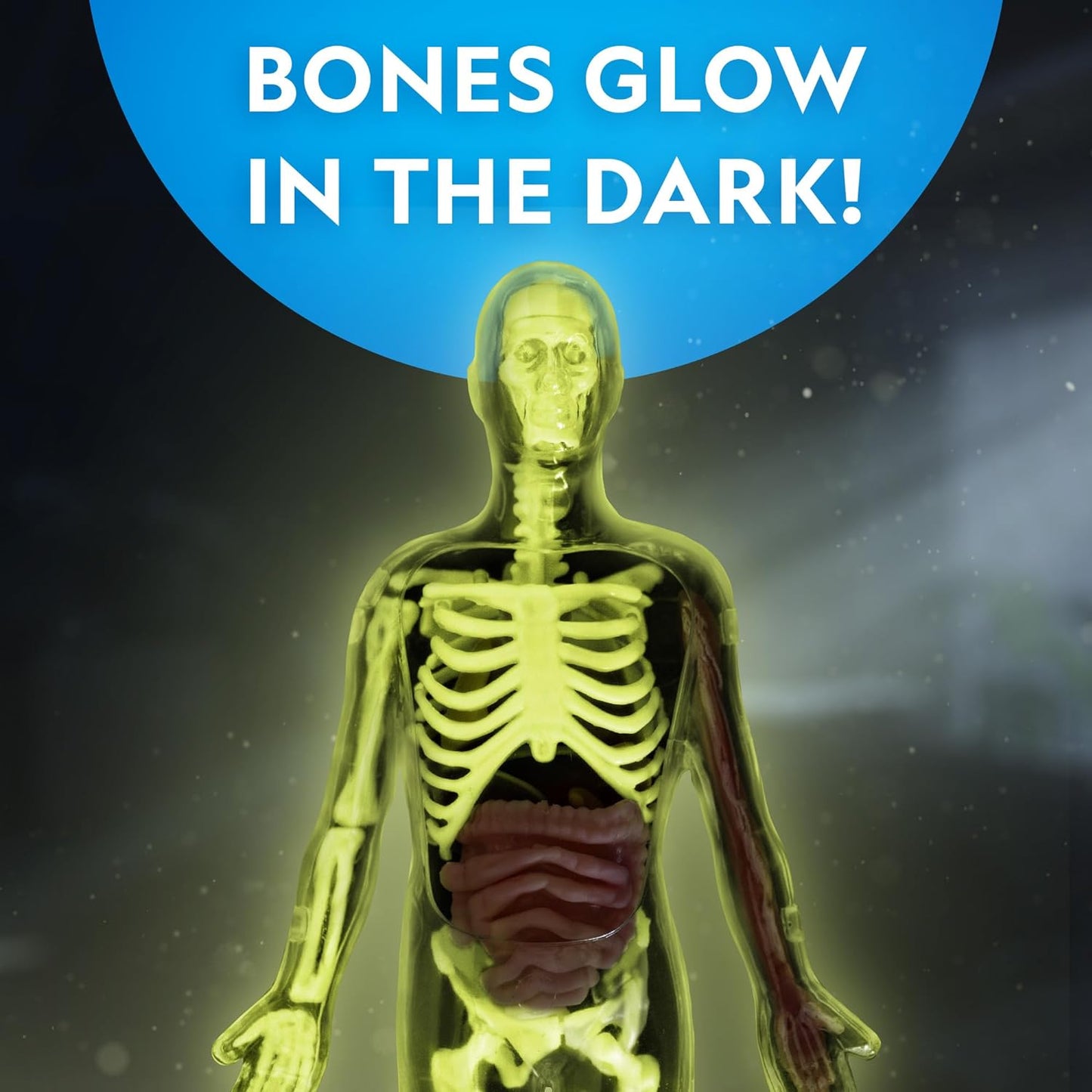 National Geographic Human Body Model for Kids That Glows in The Dark - 32-Piece Interactive Anatomy Model with Bones, Organs, Muscles, Science Kit Stocking Stuffer, Anatomy & Physiology Study Tools