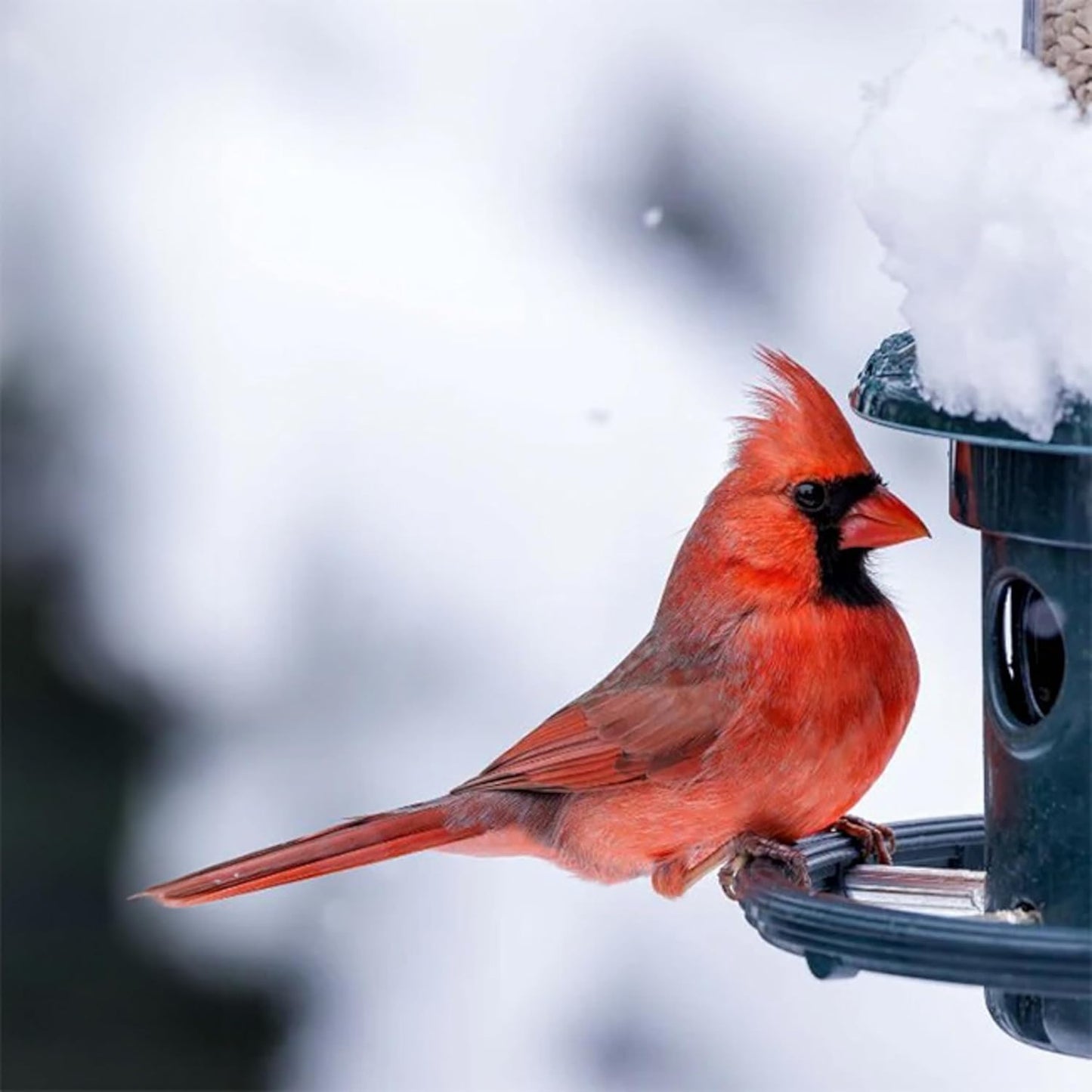 Brome,Squirrel Buster Plus 6"x6"x28" (w/hanger) Wild Bird Feeder with Cardinal Ring and 6 Feeding Ports, 5.1lb Seed Capacity, 2 Pack