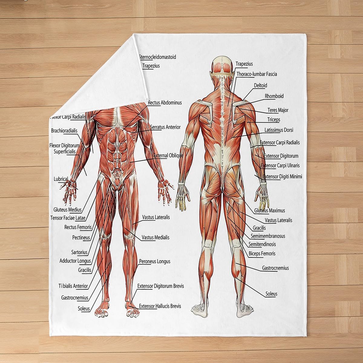 Human Anatomy Fuzzy Blanket Complete Diagram Different Organs Flannel Fleece Throw Blanket for Sofa Couch Kids Body Structure Cell Life Diagram All Season Bed Blanket White Plush Blanket Queen 90"x90"