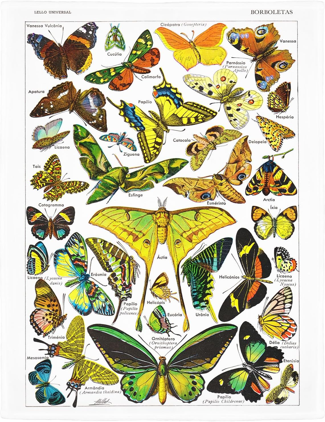 SXCHEN Butterflies Throw Blanket 60" x 80" Plush Blankets for Couch Sofa Bed,Soft Cozy Warm Lightweight Fuzzy Throws with Classic Moths Species Introduction Gift for Gardeners and Entomologists