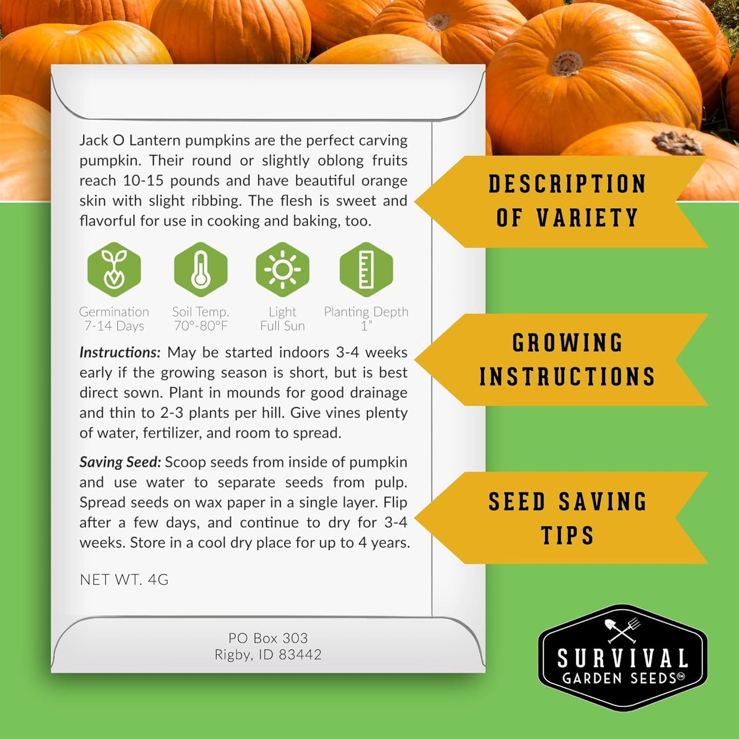 Jack O’ Lantern Pumpkin Seeds for Planting | Heirloom Carving Pumpkins for Halloween, Fall Harvest Decor – Non-GMO Variety – Survival Garden Seeds (1 Pack)