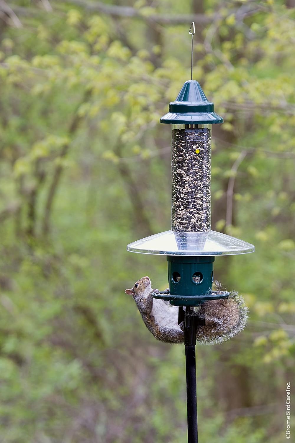 Squirrel Buster Plus Squirrel-proof Bird Feeder w/Cardinal Ring and 6 Feeding Ports, 5.1-pound Seed Capacity, Adjustable, Pole-mountable (POLE ADAPTOR SOLD SEPARATELY), Green