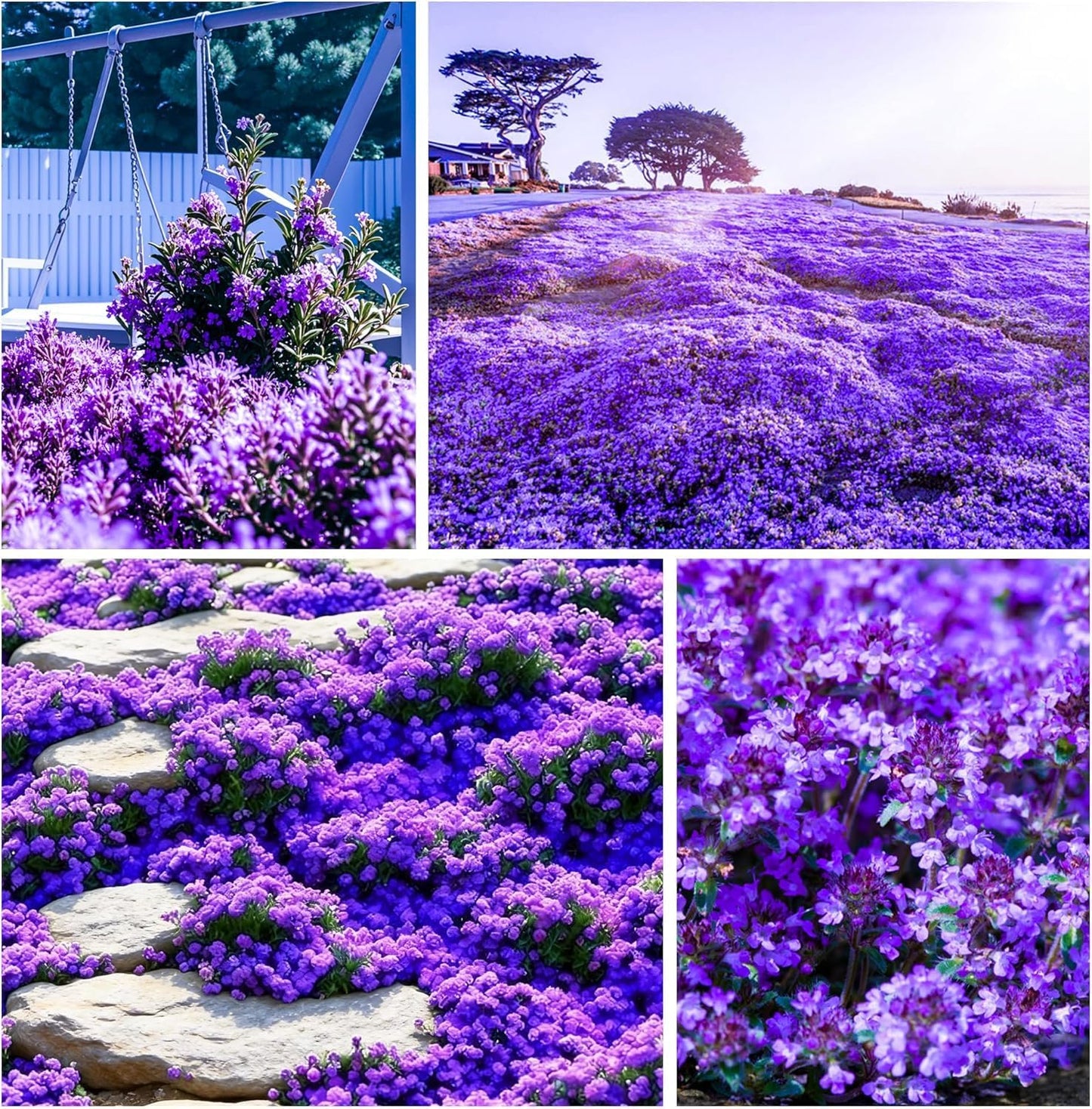 21500+ Creeping Thyme Flower Seeds for Planting Outdoor-Non-GMO Heirloom Magic Carpet Ground Cover Plants Thymus Serpyllum Plant in Your Home Garden