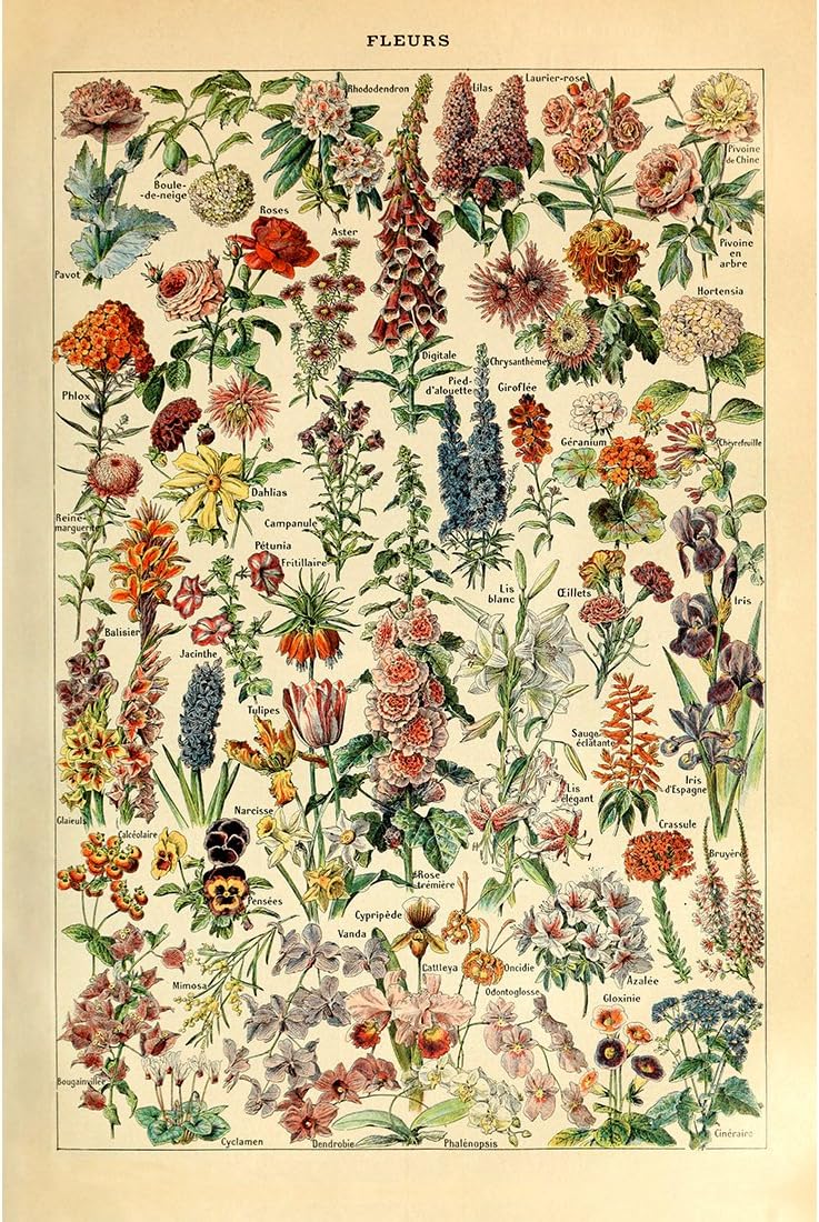Meishe Art Vintage Poster Print Flower Floral Botanical Collections Garden Flowers and Plants Identification Reference Chart Diagram Home Wall Decor