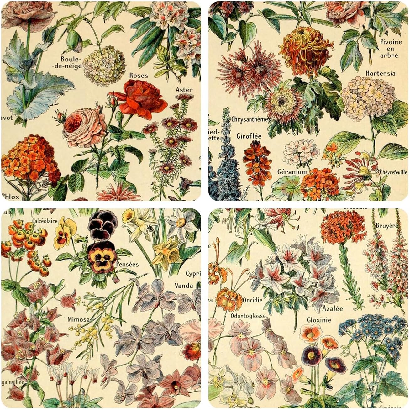 Meishe Art Vintage Poster Print Flower Floral Botanical Collections Garden Flowers and Plants Identification Reference Chart Diagram Home Wall Decor