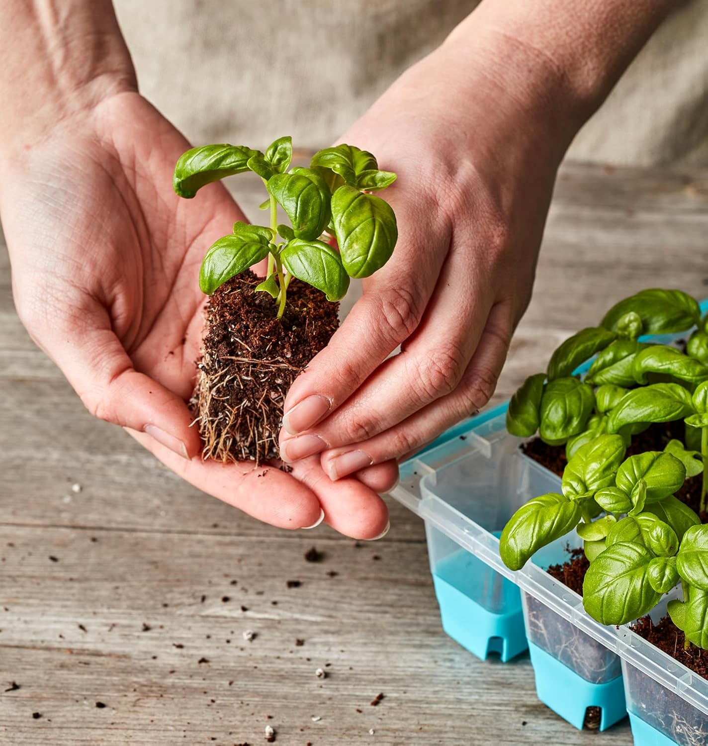 Burpee SuperSeed Seed Starting Tray | 36 Cell Reusable Seed Starter Tray | for Starting Vegetable, Flower & Herb Seeds | Indoor Grow Kit for Plant Seedlings | for Germination Success