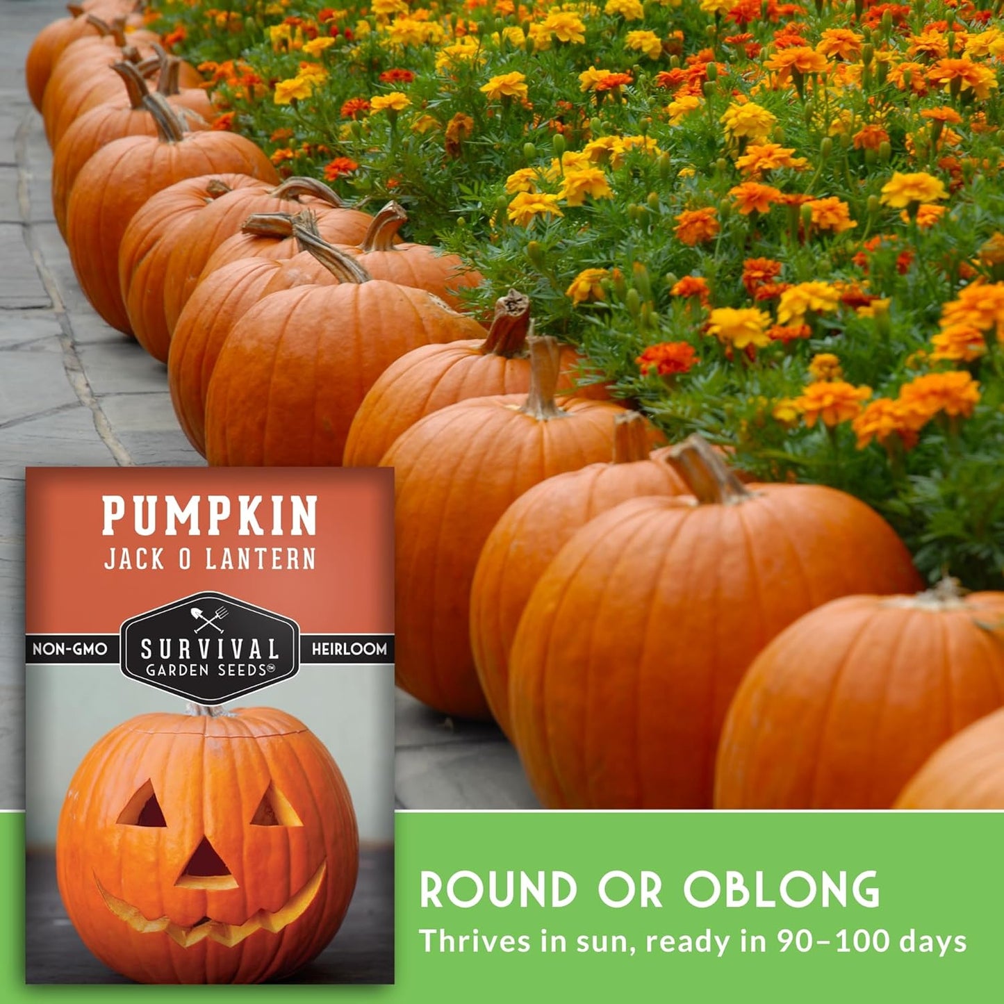 Jack O’ Lantern Pumpkin Seeds for Planting | Heirloom Carving Pumpkins for Halloween, Fall Harvest Decor – Non-GMO Variety – Survival Garden Seeds (1 Pack)