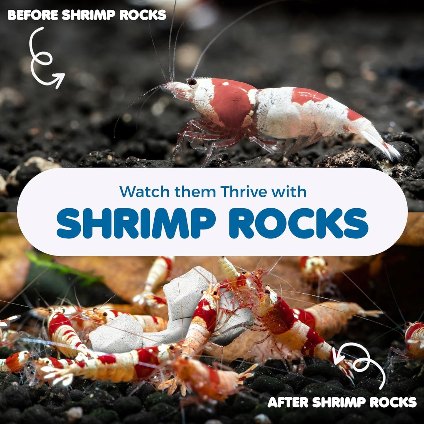 SunGrow Shrimp Rocks for Aquarium, 4-oz. Calcium Stones for Freshwater Aquarium Calcium Rocks for Snails, Recreate Shrimp Habitat, Feeder Discs for Crabs & Crayfish, Snail Tank Accessories