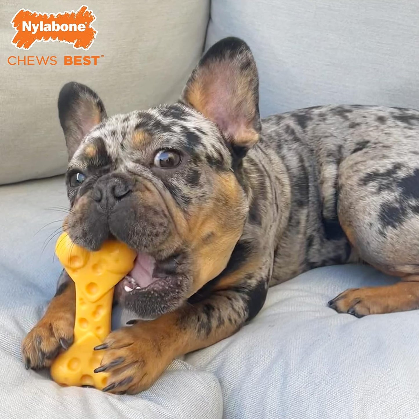 Nylabone Cheese Bone Power Chew Toy for Dogs, Cute Dog Toys for Aggressive Chewers, Cheese Flavor, Medium Dogs - Up to 35 lbs, 1 Count