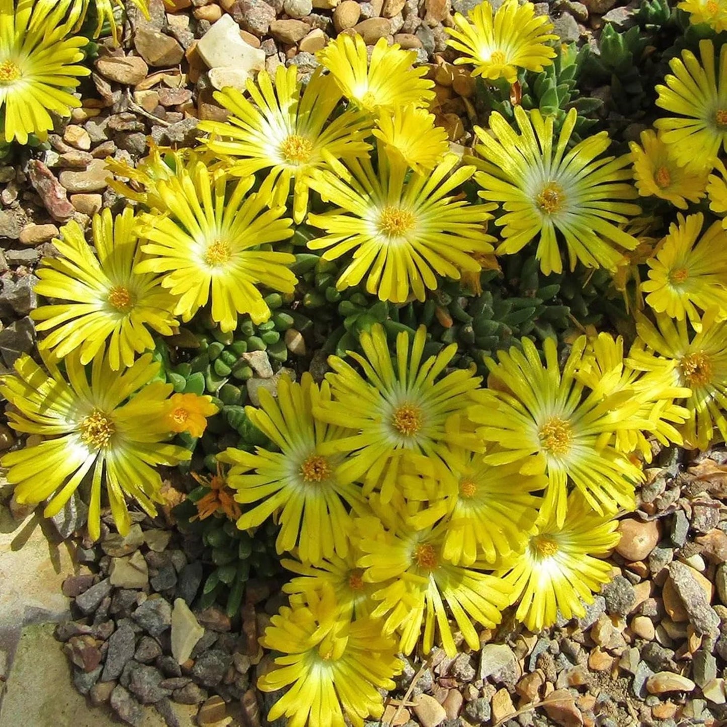 6000+ Mix Ice Plant Seeds for Planting - Non GMO & Heirloom Carpet Ground Cover Flower Seeds Garden Outdoor
