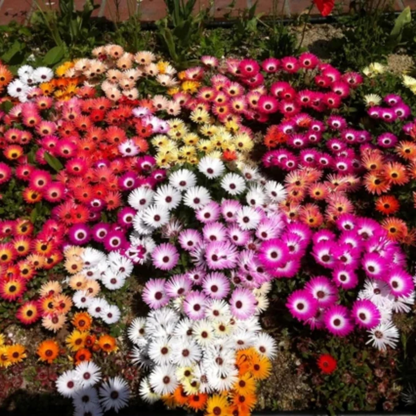 6000+ Mix Ice Plant Seeds for Planting - Non GMO & Heirloom Carpet Ground Cover Flower Seeds Garden Outdoor