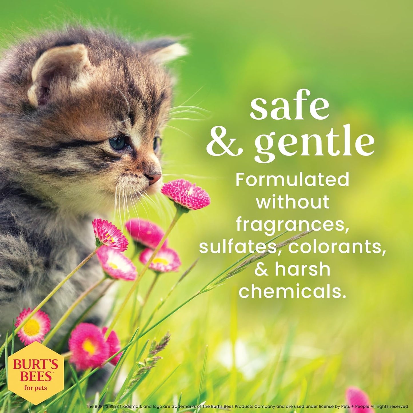Burt's Bees for Pets Kitten Grooming Wipes with Buttermilk and Honey, Waterless Cat Bath Wipes for Face, Paws, Tail and Coat Cleaning, Gentle Bath Alternative for Indoor Felines, 50 Count