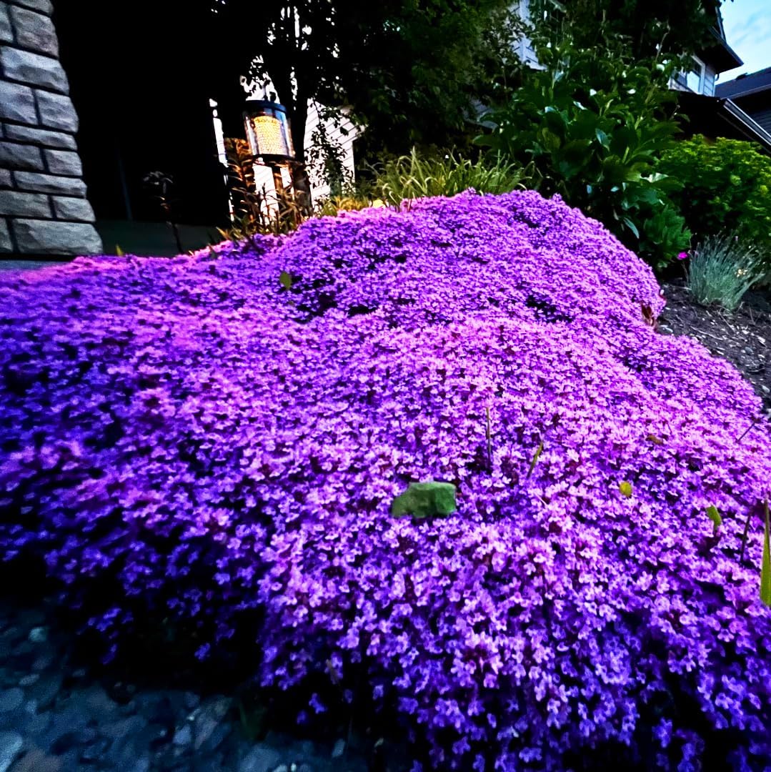 21500+ Creeping Thyme Flower Seeds for Planting Outdoor-Non-GMO Heirloom Magic Carpet Ground Cover Plants Thymus Serpyllum Plant in Your Home Garden