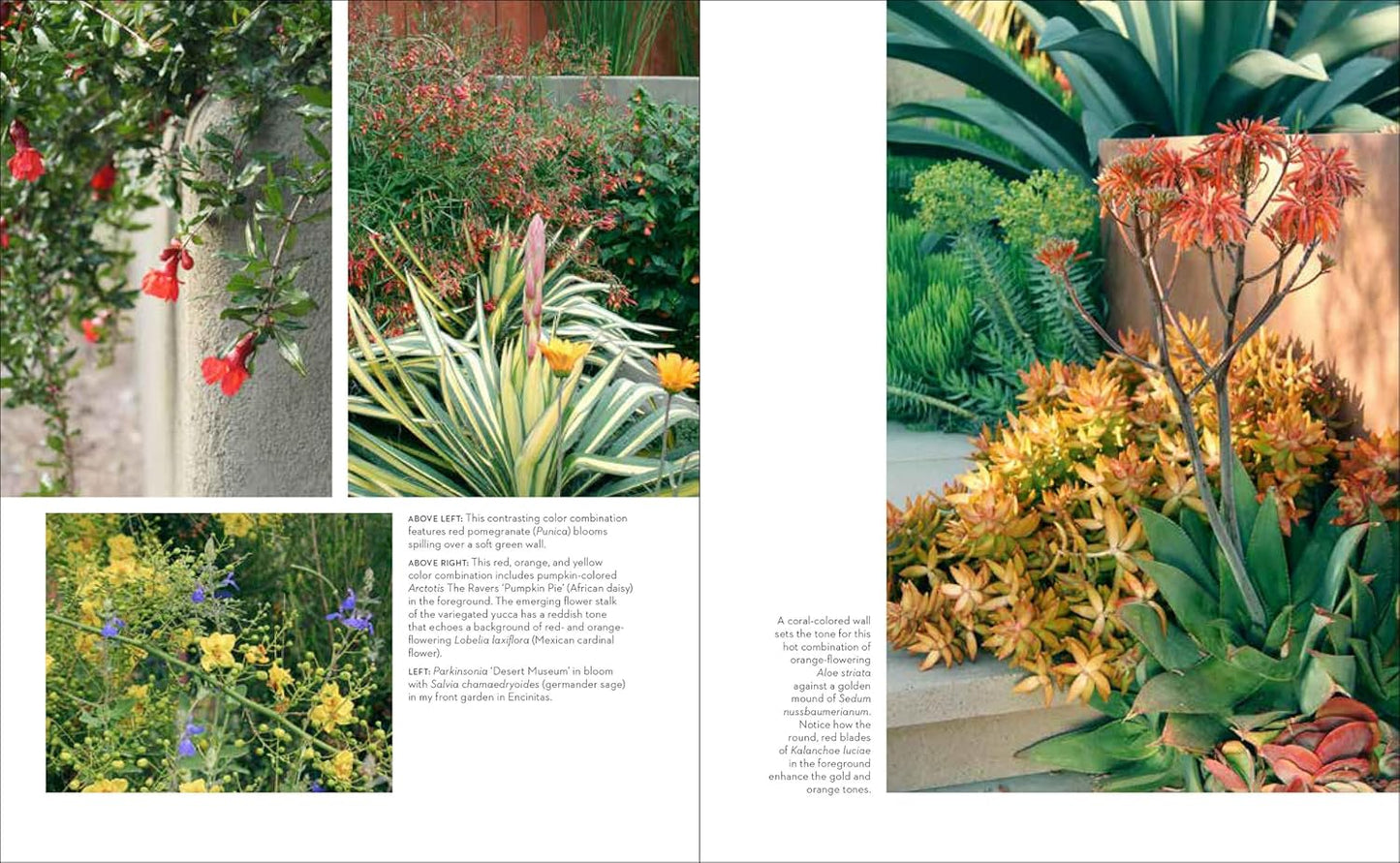 Hot Color, Dry Garden: Inspiring Designs and Vibrant Plants for the Waterwise Gardener