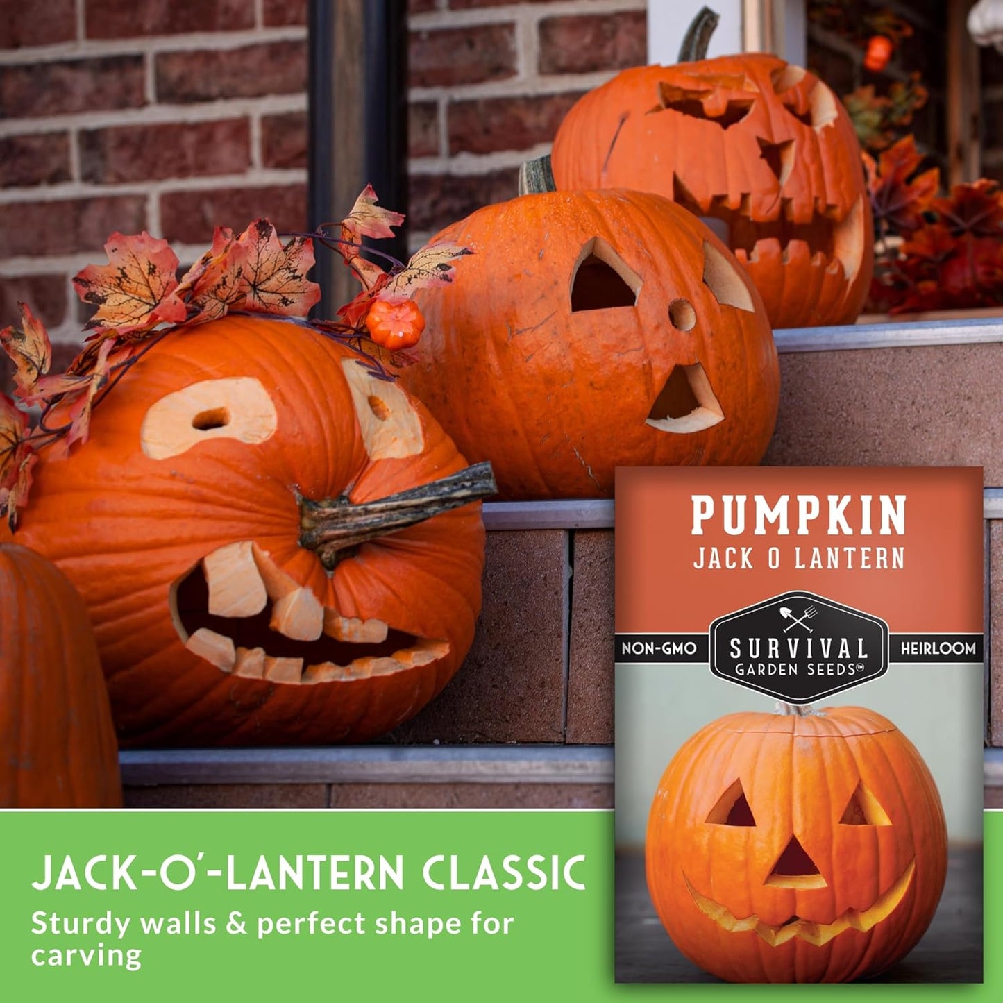 Jack O’ Lantern Pumpkin Seeds for Planting | Heirloom Carving Pumpkins for Halloween, Fall Harvest Decor – Non-GMO Variety – Survival Garden Seeds (1 Pack)