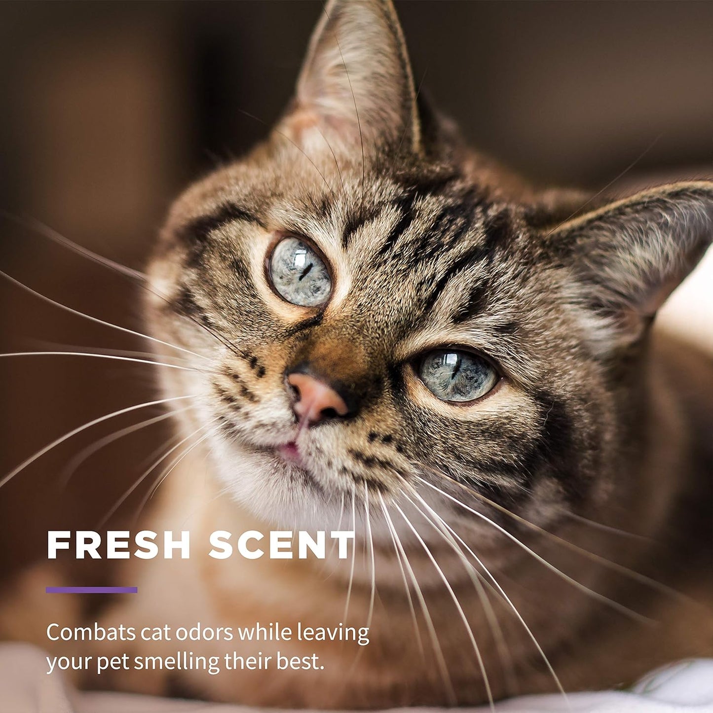 Wet Ones for Cats Freshening Wipes, Multi-Purpose Cat Grooming Wipes with Aloe Vera, Helps Remove Dirt, Odor, and Dander Between Baths, Fresh Scent, 50 Count