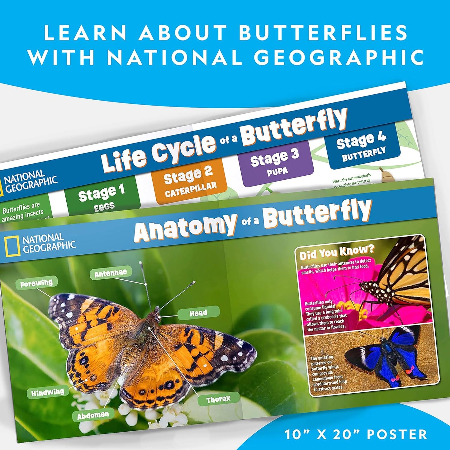 National Geographic Butterfly Growing Kit - Butterfly Habitat Kit with Voucher to Redeem 5 Caterpillars (S&H Not Included), Butterfly Cage, Feeder, Easter Basket Gifts for Kids