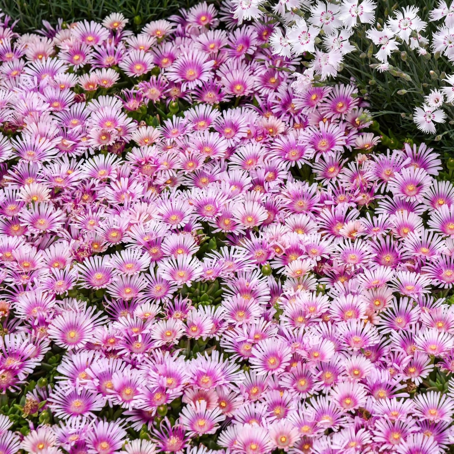 6000+ Mix Ice Plant Seeds for Planting - Non GMO & Heirloom Carpet Ground Cover Flower Seeds Garden Outdoor